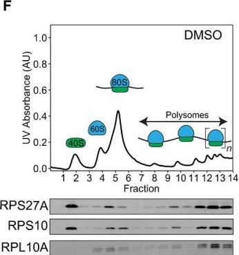 Core ribosomal protein RPS27A is lost from ribosomes after DSBs. (A) Western blots reveal that RPS27A is depleted in parental HEK cells after electroporation with Cas9‐sgIntron (sgJAK2) RNPs. HEK cells harvested 72 h post dCas9‐sgIntron electroporation served as the negative control. (B) Western blots depict loss of Cas9 protein after Cas9‐sgIntron electroporation. (C) T7 endonuclease 1 (T7E1) assay of JAK2 editing after Cas9‐sgIntron electroporation. Band intensities were calculated using imagej, and percent edited was calculated as 100% × (1 − (1 − fraction cleaved)1/2), where fraction cleaved = (sum of cleavage product intensities)/(sum of uncleaved and cleaved product intensities). (D) Genome editing does not affect JAK2 mRNA abundance. Fold changes were calculated using the2‐ delta  delta Ct method with Cas9 without sgIntron (apo Cas9) as the control and GAPDH as the reference gene (n = 3, error bars = standard deviation, P > 0.05, one‐way ANOVA). (E) Western blots show that RPS27A is depleted after DNA DSBs but not after other forms of DNA damage. MMS: methyl methanesulfonate, 0.03%, 1 h. Cas9: Cas9‐sgIntron electroporation, 72 h recovery. H2O2: 500 μm hydrogen peroxide, 1 h. UV: UV irradiation, 20 J·m−2, 6 h recovery. HU: hydroxyurea, 10 mm, 16 h. Etoposide: 5 μm, 16 h. Doxorubicin: 10 μm, 16 h. (F, G) Polysome profiles and western blots of polysome profiling fractions from HEK cells treated with (F) DMSO or (G) 5 μm etoposide for 16 h reveal that RPS27A is lost from ribosomes after DSBs. UV absorbance = UV absorbance at 254 nm. Image collected and cropped by CiteAb from the following open publication (//pubmed.ncbi.nlm.nih.gov/34914197), licensed under a CC-BY license. Not internally tested by Novus Biologicals.