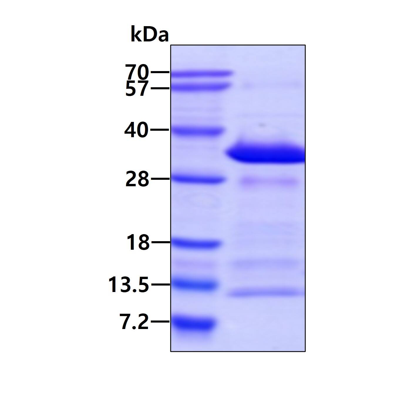 SDS-Page: Recombinant Human Syntaxin 12 Protein [NBP1-98991] - 3ug by SDS-PAGE under reducing condition and visualized by coomassie blue stain.