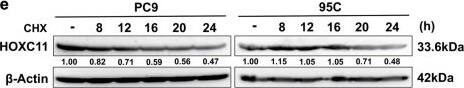 IKK alpha  regulates HOXC11 expression at the post-transcriptional level.a Western Blot showed the up-regulation of HOXC11 resulting from IKK alpha  stable overexpression. b Western Blot detected the down-regulation of HOXC11 resulting from the IKK alpha  knockout. c qPCR analysis of HOXC11 mRNA level after stable overexpression of IKK alpha . Data are shown as mean +/- SD (n = 3). d Western Blot showing HOXC11 protein cumulation after treatment with MG132 (10 μM, 24 h). e Western Blot showed HOXC11 protein degradation after treatment with cycloheximide (10 μg/ml). f Western Blot analysis of HOXC11 accumulation after IKK alpha  stable overexpression and MG132 treatment (20 μM, 12 h). g Western Blot showed HOXC11 protein expression after IKK alpha  stable overexpression and treatment with cycloheximide (20 μg/ml). h Western Blot analysis of HOXC11 accumulation after IKK alpha  knockout and MG132 treatment (20 μM, 10 h). i Western Blot showed HOXC11 protein expression after IKK alpha  knockout and treatment with cycloheximide (20 μg/ml). j Ubiquitinating and deubiquitinating enzymes of HOXC11 and IKK alpha  predicted by UbiBrowser 2.0. USP8 is shared by HOXC11 and IKK alpha . k USP8 with tag-Myc was instantaneously expressed in HEK293T, and Western Blot detected the protein level of IKK alpha  and HOXC11. l Immunofluorescence detected the localization of IKK alpha  (red) relative to HOXC11 (green) or Myc-USP8 (green) in PC9 cells. Scale bars, 20 μm. Image collected and cropped by CiteAb from the following open publication (//pubmed.ncbi.nlm.nih.gov/36823149), licensed under a CC-BY license. Not internally tested by Novus Biologicals.
