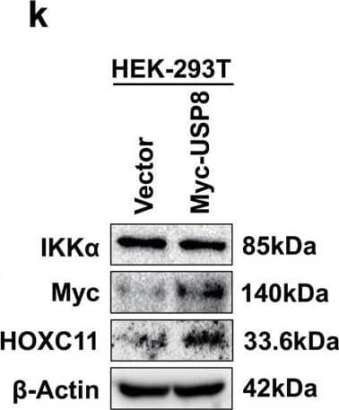 IKK alpha  regulates HOXC11 expression at the post-transcriptional level.a Western Blot showed the up-regulation of HOXC11 resulting from IKK alpha  stable overexpression. b Western Blot detected the down-regulation of HOXC11 resulting from the IKK alpha  knockout. c qPCR analysis of HOXC11 mRNA level after stable overexpression of IKK alpha . Data are shown as mean +/- SD (n = 3). d Western Blot showing HOXC11 protein cumulation after treatment with MG132 (10 μM, 24 h). e Western Blot showed HOXC11 protein degradation after treatment with cycloheximide (10 μg/ml). f Western Blot analysis of HOXC11 accumulation after IKK alpha  stable overexpression and MG132 treatment (20 μM, 12 h). g Western Blot showed HOXC11 protein expression after IKK alpha  stable overexpression and treatment with cycloheximide (20 μg/ml). h Western Blot analysis of HOXC11 accumulation after IKK alpha  knockout and MG132 treatment (20 μM, 10 h). i Western Blot showed HOXC11 protein expression after IKK alpha  knockout and treatment with cycloheximide (20 μg/ml). j Ubiquitinating and deubiquitinating enzymes of HOXC11 and IKK alpha  predicted by UbiBrowser 2.0. USP8 is shared by HOXC11 and IKK alpha . k USP8 with tag-Myc was instantaneously expressed in HEK293T, and Western Blot detected the protein level of IKK alpha  and HOXC11. l Immunofluorescence detected the localization of IKK alpha  (red) relative to HOXC11 (green) or Myc-USP8 (green) in PC9 cells. Scale bars, 20 μm. Image collected and cropped by CiteAb from the following open publication (//pubmed.ncbi.nlm.nih.gov/36823149), licensed under a CC-BY license. Not internally tested by Novus Biologicals.