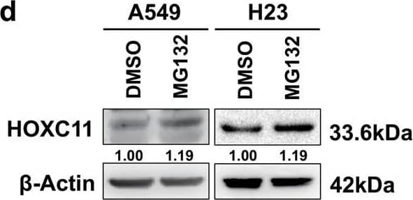 IKK alpha  regulates HOXC11 expression at the post-transcriptional level.a Western Blot showed the up-regulation of HOXC11 resulting from IKK alpha  stable overexpression. b Western Blot detected the down-regulation of HOXC11 resulting from the IKK alpha  knockout. c qPCR analysis of HOXC11 mRNA level after stable overexpression of IKK alpha . Data are shown as mean +/- SD (n = 3). d Western Blot showing HOXC11 protein cumulation after treatment with MG132 (10 μM, 24 h). e Western Blot showed HOXC11 protein degradation after treatment with cycloheximide (10 μg/ml). f Western Blot analysis of HOXC11 accumulation after IKK alpha  stable overexpression and MG132 treatment (20 μM, 12 h). g Western Blot showed HOXC11 protein expression after IKK alpha  stable overexpression and treatment with cycloheximide (20 μg/ml). h Western Blot analysis of HOXC11 accumulation after IKK alpha  knockout and MG132 treatment (20 μM, 10 h). i Western Blot showed HOXC11 protein expression after IKK alpha  knockout and treatment with cycloheximide (20 μg/ml). j Ubiquitinating and deubiquitinating enzymes of HOXC11 and IKK alpha  predicted by UbiBrowser 2.0. USP8 is shared by HOXC11 and IKK alpha . k USP8 with tag-Myc was instantaneously expressed in HEK293T, and Western Blot detected the protein level of IKK alpha  and HOXC11. l Immunofluorescence detected the localization of IKK alpha  (red) relative to HOXC11 (green) or Myc-USP8 (green) in PC9 cells. Scale bars, 20 μm. Image collected and cropped by CiteAb from the following open publication (//pubmed.ncbi.nlm.nih.gov/36823149), licensed under a CC-BY license. Not internally tested by Novus Biologicals.