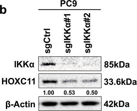IKK alpha  regulates HOXC11 expression at the post-transcriptional level.a Western Blot showed the up-regulation of HOXC11 resulting from IKK alpha  stable overexpression. b Western Blot detected the down-regulation of HOXC11 resulting from the IKK alpha  knockout. c qPCR analysis of HOXC11 mRNA level after stable overexpression of IKK alpha . Data are shown as mean +/- SD (n = 3). d Western Blot showing HOXC11 protein cumulation after treatment with MG132 (10 μM, 24 h). e Western Blot showed HOXC11 protein degradation after treatment with cycloheximide (10 μg/ml). f Western Blot analysis of HOXC11 accumulation after IKK alpha  stable overexpression and MG132 treatment (20 μM, 12 h). g Western Blot showed HOXC11 protein expression after IKK alpha  stable overexpression and treatment with cycloheximide (20 μg/ml). h Western Blot analysis of HOXC11 accumulation after IKK alpha  knockout and MG132 treatment (20 μM, 10 h). i Western Blot showed HOXC11 protein expression after IKK alpha  knockout and treatment with cycloheximide (20 μg/ml). j Ubiquitinating and deubiquitinating enzymes of HOXC11 and IKK alpha  predicted by UbiBrowser 2.0. USP8 is shared by HOXC11 and IKK alpha . k USP8 with tag-Myc was instantaneously expressed in HEK293T, and Western Blot detected the protein level of IKK alpha  and HOXC11. l Immunofluorescence detected the localization of IKK alpha  (red) relative to HOXC11 (green) or Myc-USP8 (green) in PC9 cells. Scale bars, 20 μm. Image collected and cropped by CiteAb from the following open publication (//pubmed.ncbi.nlm.nih.gov/36823149), licensed under a CC-BY license. Not internally tested by Novus Biologicals.