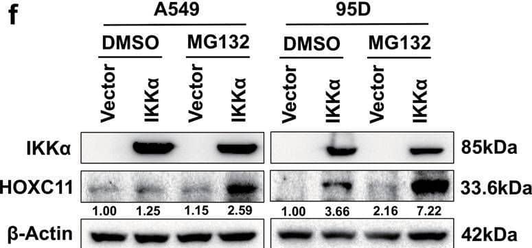 IKK alpha  regulates HOXC11 expression at the post-transcriptional level.a Western Blot showed the up-regulation of HOXC11 resulting from IKK alpha  stable overexpression. b Western Blot detected the down-regulation of HOXC11 resulting from the IKK alpha  knockout. c qPCR analysis of HOXC11 mRNA level after stable overexpression of IKK alpha . Data are shown as mean +/- SD (n = 3). d Western Blot showing HOXC11 protein cumulation after treatment with MG132 (10 μM, 24 h). e Western Blot showed HOXC11 protein degradation after treatment with cycloheximide (10 μg/ml). f Western Blot analysis of HOXC11 accumulation after IKK alpha  stable overexpression and MG132 treatment (20 μM, 12 h). g Western Blot showed HOXC11 protein expression after IKK alpha  stable overexpression and treatment with cycloheximide (20 μg/ml). h Western Blot analysis of HOXC11 accumulation after IKK alpha  knockout and MG132 treatment (20 μM, 10 h). i Western Blot showed HOXC11 protein expression after IKK alpha  knockout and treatment with cycloheximide (20 μg/ml). j Ubiquitinating and deubiquitinating enzymes of HOXC11 and IKK alpha  predicted by UbiBrowser 2.0. USP8 is shared by HOXC11 and IKK alpha . k USP8 with tag-Myc was instantaneously expressed in HEK293T, and Western Blot detected the protein level of IKK alpha  and HOXC11. l Immunofluorescence detected the localization of IKK alpha  (red) relative to HOXC11 (green) or Myc-USP8 (green) in PC9 cells. Scale bars, 20 μm. Image collected and cropped by CiteAb from the following open publication (//pubmed.ncbi.nlm.nih.gov/36823149), licensed under a CC-BY license. Not internally tested by Novus Biologicals.