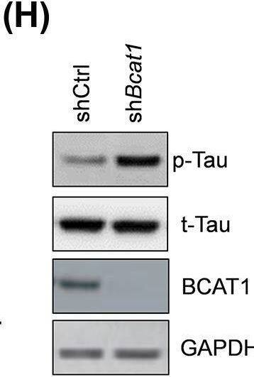 BCAAs promote the phosphorylation of Tau(A–C) Bcat1 mRNA level is decreased in the brain tissues of diabetic, aged, or 3xTg AD mice (n=5). **P<0.01 by unpaired Student’s t-test. (D) Representative Western blot and quantitative results showing BCAT1 protein level are decreased in the brain tissues of AD mice (n=4). ***P<0.001 by unpaired Student’s t-test. (E) BCAA diet does not affect the content of amyloid  beta 42 (A beta 42) in the brain tissues of AD mice (n=5). (F) Representative Western blot and quantitative results showing BCAA diet increase the level of phosphorylated Tau protein in the brain tissues of AD mice (n=4). ***p<0.001 by unpaired Student’s t-test. (G) Relative Western blot and quantitative results showing leucine increase the level of phosphorylated Tau protein in the neurons isolated from mice. The neurons were isolated from the 3xTg mice and treated with leucine (1 mM), isoleucine (1 mM), or valine (1 mM) for 24 h. The experiments were repeated for three times. ***P<0.001 by one-way ANOVA followed by Bonferroni post-hoc test. (H) Bcat1 knockdown increased the level of phosphorylated Tau protein in the neurons isolated from mice. The neurons were isolated from the 3xTg mice and infected with lentivirus carrying indicated shRNAs for 48 h. Image collected and cropped by CiteAb from the following open publication (//pubmed.ncbi.nlm.nih.gov/29802157), licensed under a CC-BY license. Not internally tested by Novus Biologicals.