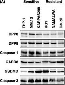 Dependence on HCK for DPP8/9 inhibitor-induced pyroptosis. (A) Expression level of DPP8, DPP9, caspase-1, CARD8, GSDMD, or caspase-3 in THP-1, MM.1S, KARPAS299, KG1, NAMALWA, or Daudi cells was estimated by Western blot analysis. (B) Gene expression of THP-1, MM.1S, KARPAS299, KG1, NAMALWA, or Daudi cells was analyzed by microarray method using 3D-Gene. (C) Expression level of HCK, LCK, Fyn, c-Fgr, Lyn, or Blk in THP-1, MM.1S, KARPAS299, KG1, NAMALWA, or Daudi cells was estimated by Western blot analysis. (D) 1.0 × 105 of hematological cancer cell lines (Jurkat, K562, MOLM-13, NOMO-1, RPMI8226, Raji, or SKM-1) were cultured with 1G244 at doses of 0–10 uM for 72 h. Cell number was estimated by a colorimetric assay using WST-1 reagent (n = 6). (E) Expression level of HCK or CARD8 in Jurkat, K562, MOLM-13, NOMO-1, RPMI8226, Raji, or SKM-1 cells was estimated by Western blot analysis. (F) Knockdown studies of HCK in MM.1S cells. NT, no treatment; GFP, control vector; KD, knockdown. Expression level of HCK was estimated by Western blot analysis. (G) 1.0 × 105 of MM.1S cells and their transfectants were cultured with DPP8/9 inhibitors (1G244 or talabostat) at doses of 0–100 uM for 6 h. Cytotoxicity was estimated by a LDH release assay (n = 6). Image collected and cropped by CiteAb from the following open publication (//pubmed.ncbi.nlm.nih.gov/37048172), licensed under a CC-BY license. Not internally tested by Novus Biologicals.