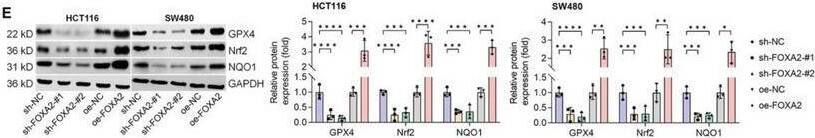 Knockdown Validated HNF-3 beta/FoxA2 Antibody (OTI3C10)