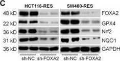 Western Blot HNF-3 beta/FoxA2 Antibody (OTI3C10)