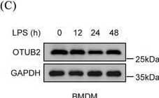 Western Blot Otubain-2 Antibody (OTI11B3)