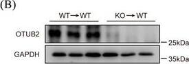 Deficiency of OTUB2 in haematopoietic cells exacerbates DSS‐induced colitis. (A) Experimental flowchart for bone marrow transplantation. (B) Eight weeks after bone marrow transplantation, OTUB2 expression in splenocytes of Otub2+/+ mice receiving bone marrow from Otub2+/+ (WT→WT) and Otub2–/– (KO→WT) mice was analysed by Western blot. (C, D) The chimeric mice were fed drinking water containing 2% DSS for 8 days, and then given normal drinking water for 2 days. Body weight (C) and disease activity index (D) were recorded daily (n = 7/group). (E, F) The representative image (E) and length (F) of colons from chimeric mice on day 10 after DSS treatment. (G and H) Histology score (G) as well as representative H&E and PAS/AB staining (H) of colons from chimeric mice on day 10 after DSS treatment. Scale bar = 50 um. Data in C, D, F and G are shown as mean +/- SEM. *p < .05, **p < .01, ***p < .001. Image collected and cropped by CiteAb from the following open publication (//pubmed.ncbi.nlm.nih.gov/39358938), licensed under a CC-BY license. Not internally tested by Novus Biologicals.