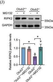 OTUB2 enhances MDP‐induced signalling by inhibiting the proteasomal degradation of RIPK2. (A) After stimulation with 200 ng/mL L18‐MDP for indicated periods of time, BMDMs derived from Otub2+/+ and Otub2–/– mice were lysed and analysed by Western blot with indicated antibodies. Densitometric quantification is shown in the figure. (B) Schematic diagram of MDP‐induced signalling. (C) The protein abundance of NOD2, RIPK2 and XIAP in Otub2+/+ and Otub2–/– BMDMs was determined by Western blot. (D–F) The relative protein levels of NOD2 (D), XIAP (E) and RIPK2 (F) in Otub2+/+ and Otub2–/– BMDMs. (G) The relative mRNA levels of Ripk2 in Otub2+/+ and Otub2–/– BMDMs were determined by qRT‐PCR. (H) RAW264.7 cells were transfected with FLAG‐Vector or FLAG‐OTUB2 plasmids for 24 h. Thereafter, cells were lysed and analysed by Western blot with indicated antibodies. (I) After treatment with 20 ng/mL CHX for indicated periods of time, BMDMs isolated from Otub2+/+ and Otub2–/– mice were lysed and analysed by Western blot with indicated antibodies. (J, K) BMDMs isolated from Otub2+/+ and Otub2–/– mice were treated with 20 uM MG132 (J) or 50 uM CQ (K) for 6 h or left untreated. Whole Cell lysates were analysed by Western blot with indicated antibodies. Representative immunoblots (upper panel) and quantification (lower panel) are shown. Data in D–G, J and K are shown as mean +/- SEM. ns, no significant difference. *p < .05, **p < .01. Image collected and cropped by CiteAb from the following open publication (//pubmed.ncbi.nlm.nih.gov/39358938), licensed under a CC-BY license. Not internally tested by Novus Biologicals.