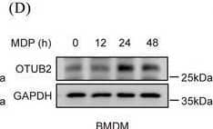 Western Blot Otubain-2 Antibody (OTI11B3)