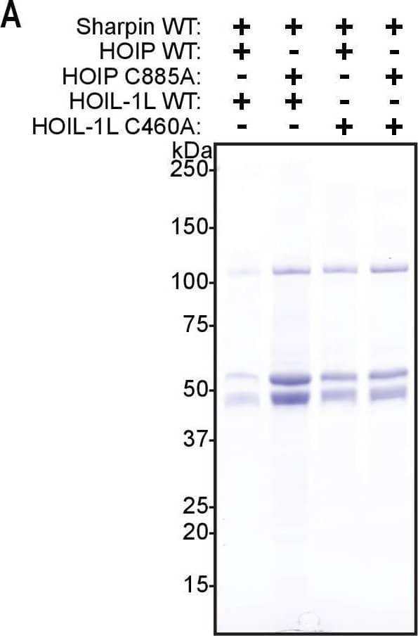 Western Blot SHARPIN Antibody - BSA Free