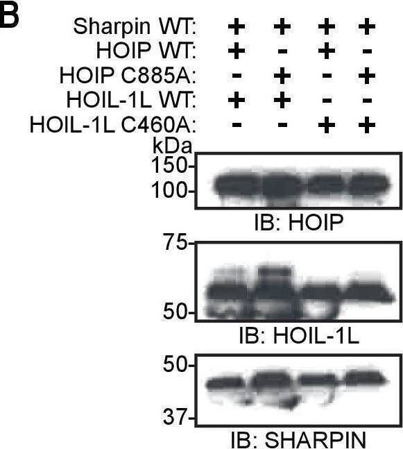 Western Blot SHARPIN Antibody - BSA Free