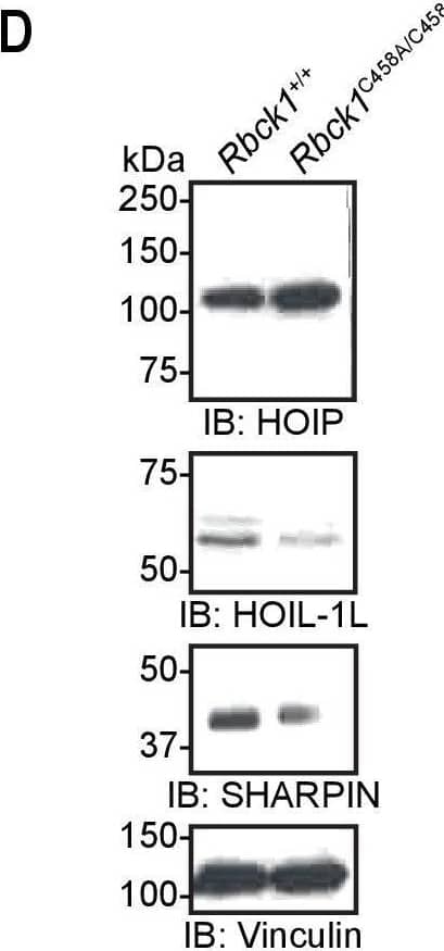 Generation of Hoil-1lC458A/C458A mice.(A) Sequences of genomic DNA around C458 codon, gRNAs, and donor oligonucleotide used to target heme-oxidized IRP2 ubiquitin ligase 1 (HOIL-1L) C458A mutation. (B) Sanger sequencing confirming correct mutations at target sites. (C) Genotyping results of Hoil-1l+/+, Hoil-1l+/C458A, and Hoil-1lC458A/C458A mice. Hpy188III digest of a PCR fragment confirming correct targeting where a silent mutation is inserted. (D) Immunoblot analysis of linear ubiquitin chain assembly complex (LUBAC) component expression in mouse embryonic fibroblasts (MEFs) derived from Hoil-1l+/+ and Hoil-1lC458A/C458A mice. Image collected and cropped by CiteAb from the following open publication (//pubmed.ncbi.nlm.nih.gov/34142657), licensed under a CC-BY license. Not internally tested by Novus Biologicals.