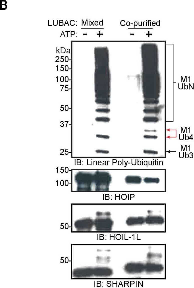 Linear ubiquitin chain assembly complex (LUBAC) assembles heterotypic poly-ubiquitin chains containing M1 and non-Lys linkages in vitro.(A) Time course of co-purified LUBAC in vitro ubiquitin chain assembly reaction. (B) Comparison of in vitro chain assembly between HOIL-1-interacting protein (HOIP), heme-oxidized IRP2 ubiquitin ligase 1 (HOIL-1L), and Shank-associated RH domain-interacting protein (SHARPIN) mixed at 1:1:1 molar ratio versus co-purified LUBAC. (C) LUBAC in vitro chain assembly using different ubiquitin K to R mutants. (D) LUBAC in vitro chain assembly using K0 ubiquitin. (E) Ubiquitin chain restriction (UbiCRest) analysis of poly-ubiquitin chains assembled by LUBAC in vitro. All experiments were performed in triplicate representative results are shown.Anti-linear ubiquitin antibody validation.(A) Detection of mono-ubiquitin and di-ubiquitin of different linkages by anti-linear ubiquitin antibody. (B) Detection of longer Lys48 and Lys63-linked ubiquitin chains by anti-linear ubiquitin antibody.Independently purified HOIL-1-interacting protein (HOIP), heme-oxidized IRP2 ubiquitin ligase 1 (HOIL-1L), and Shank-associated RH domain-interacting protein (SHARPIN) mixed at an equimolar ratio cannot reconstitute the trimeric linear ubiquitin chain assembly complex (LUBAC).Independent mass photometry (MP) measurements and weighted average made from HOIP, HOIL-1L, and SHARPIN mixed to a final concentration of 4 pM of each protein. Image collected and cropped by CiteAb from the following open publication (//pubmed.ncbi.nlm.nih.gov/34142657), licensed under a CC-BY license. Not internally tested by Novus Biologicals.