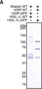 GFP-tagged LUBAC purification.(A) Purification of LUBAC containing GFP-tagged HOIP or HOIL-1L. (B) Mass photometry measurement of GFP-tagged LUBAC showing 27 kDa shift in the monomeric (250kDa) and dimeric (500kDa) mass of the complex. Image collected and cropped by CiteAb from the following open publication (//pubmed.ncbi.nlm.nih.gov/34142657), licensed under a CC-BY license. Not internally tested by Novus Biologicals.