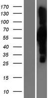 Western Blot:Apc7 Overexpression Lysate[NBP2-07066]