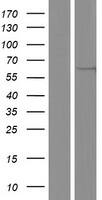 Western Blot:TYSND1 Overexpression Lysate[NBP2-05115]