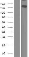 Western Blot:WWC2 Overexpression Lysate[NBP2-06252]