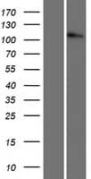Western Blot:p120-catenin Overexpression Lysate[NBP2-10649]