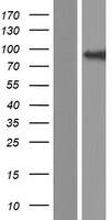 Western Blot COG4 Overexpression Lysate