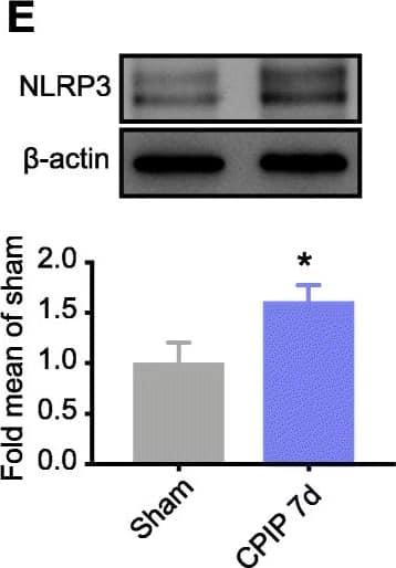 Western Blot NLRP3/NALP3 Antibody - BSA Free