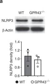 Western Blot: NLRP3/NALP3 Antibody - BSA Free [NBP2-12446] - NLRP3 deficiency in non-hematopoietic cells exacerbates GVHD & is not rescued by propionate. B6 WT & Gpr43−/− mice received BMT from either syngeneic B6 or allogeneic BALB/c donors. a Representative immunoblots & densitometric analysis of NLRP3 normalized to the presence of  beta -actin in IECs (CD326+) from allogeneic recipients 14 days after BMT (n = 3 each, two-tailed Mann–Whitney U test). b IL-18 production by colon & ileum explant culture from WT B6 & Gpr43−/− mice stimulated overnight with MSU as measured by ELISA (n = 6 each, two-tailed unpaired t-test). c, d Chimeric [B6Ly5.2 → B6] & [B6 Ly5.2 → Nlrp3−/−] animals received BMT from either syngeneic WT B6 or allogeneic BALB/c donors. Survival & clinical GVHD score after BMT (n = 6 syngeneic each, n = 7 allogeneic [B6Ly5.2 → B6], n = 14 [B6 Ly5.2 → Nlrp3−/−], log-rank test for survival, two-tailed Mann–Whitney U test for GVHD Score) are depicted. Data are pooled from two experiments. e, f Chimeric [B6Ly5.2 → B6] & [B6 Ly5.2 → Nlrp3−/−] animals after BMT were treated with vehicle, butyrate (10 mg kg−1 per day) or propionate (15 mg kg−1 per day). Survival & clinical GVHD score after BMT (n = 6 syngeneic, n = 10 Vehicle, n = 5 Butyrate & Propionate each, log-rank test for survival, two-tailed Mann–Whitney U test for GVHD Score). Data are pooled from two experiments. *P < 0.05, **P < 0.01, ***P < 0.001, error bars show the mean ± s.e.m. Image collected & cropped by CiteAb from the following publication (//pubmed.ncbi.nlm.nih.gov/30201970), licensed under a CC-BY license. Not internally tested by Novus Biologicals.