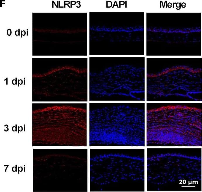 Immunocytochemistry/ Immunofluorescence NLRP3/NALP3 Antibody - BSA Free