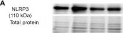 Western Blot: NLRP3/NALP3 Antibody - BSA Free [NBP2-12446] - Exercise training prevents HFD-induced upregulation of cardiac pyroptosis. Western blotting was performed to determine the components of inflammasome complex & pyroptosis in the left ventricle of mice hearts. (A) HFD-fed obese mice show upregulation of the NLRP3 inflammasome in the left ventricle, which is prevented by exercise training. (B) Apoptosis-associated speck adaptor protein (ASC) that assembles with NLRP3 & caspase-1 to make inflammasome complex is elevated in the heart of obese mice but attenuated by exercise training. (C) Exercise training prevents HFD-induced upregulation of cardiac caspase-1. (D) Expression of IL-1 beta , which is upregulated by HFD, is normalized by exercise training. All values are expressed as mean ± SEM with dots of different shape representing each animal in a group. One-way ANOVA & Tukey’s post-hoc test were used for statistical analysis. Image collected & cropped by CiteAb from the following publication (//pubmed.ncbi.nlm.nih.gov/31835893), licensed under a CC-BY license. Not internally tested by Novus Biologicals.