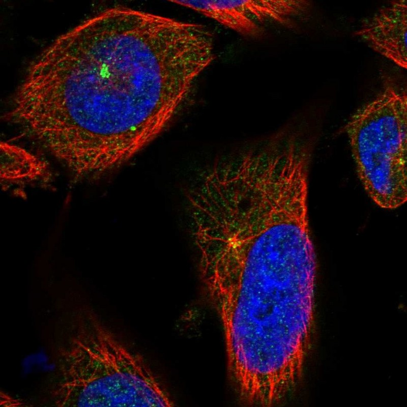 Staining of human cell line U-251 MG shows localization to centrosome.