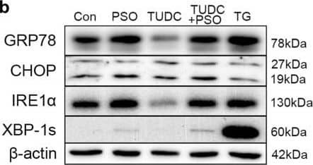 Western Blot: GADD153/CHOP Antibody - BSA Free [NBP2-13172] - Effects of psoralen on ER-stress related protein expression in SMMC7721. a Western blot assays showing the effects of psoralen & thapsigargin on ER-stress related protein expression. b Western blot assays showing the effects of TUDC on the expression of ER-stress related protein induced by PSO. c The mRNA levels of GRP78 & DDIT3 with TUDC under PSO & TG treatment. Values are mean ± SD (n = 3) & * is means compared to the Con group, **P < 0.01 Image collected & cropped by CiteAb from the following publication (//pubmed.ncbi.nlm.nih.gov/31277690), licensed under a CC-BY license. Not internally tested by Novus Biologicals.