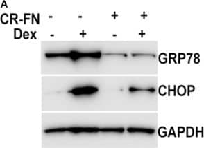 Western Blot: GADD153/CHOP Antibody - BSA Free [NBP2-13172] - Reduction of fibronectin prevents Dex-induced ER stress in human GTM-3 cells. (A) GTM3 cells were transfected with a plasmid expressing CRISPR-Cas9 targeting fibronectin (CR-FN) & then treated with Veh or Dex for 48 hours. Fibronectin knockdown partially reduced ER stress as evident from reduced GRP78 & CHOP levels after Dex treatment (n = 2). (B) Human GTM3 cells were treated with Dex (100 nM) with or without CR-FN for 48 hours. Fixed cells were stained for fibronectin & KDEL to examine Dex-induced fibronectin & ER stress. Fibronectin knockdown reduced fibronectin & ER stress in Dex-treated TM cells (n = 2). Image collected & cropped by CiteAb from the following publication (//www.nature.com/articles/s41598-017-14938-0), licensed under a CC-BY license. Not internally tested by Novus Biologicals.