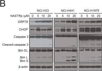 Western Blot: GADD153/CHOP Antibody - BSA Free [NBP2-13172] - NASTRp induces ER stress & eventually leads to cell death with Bim up-regulation.(A) qRT-PCR analysis of biomarkers of ER stress/UPR related genes in NCI-H441 treated with 20 μM NASTRp in time course manner. (B) NASTRp induced ER stress & activated UPR led to apoptosis with Bim induction in NSCLC cell lines. Cells were treated with the indicated concentrations of NASTRp for 24 hours & cell lysates were subjected to SDS-PAGE/Western blot analysis using the indicated antibodies. (C) Upregulation of CHOP by NASTRp. NCI-H441 cells were treated with 20 NASTRp for 0–24 hours. At the indicated time points, cells were fixed & subjected to immunofluorescence assay with anti-CHOP antibody. Cell images were microphotographed using fluorescence microscopy at 60X magnification. Scale bars: white; 10 μm. (D) TUNEL-positive cells in NASTRp-treated (for 48 hours) A549 cells were counted & analyzed as relative % of TUNEL-positive cells. *P < 0.05 versus vehicle. Image collected & cropped by CiteAb from the following publication (//dx.plos.org/10.1371/journal.pone.0122628), licensed under a CC-BY license. Not internally tested by Novus Biologicals.