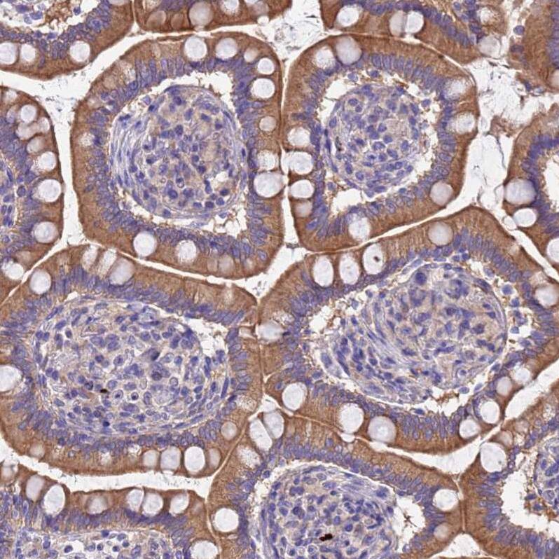 Immunohistochemistry MNAB Antibody - BSA Free