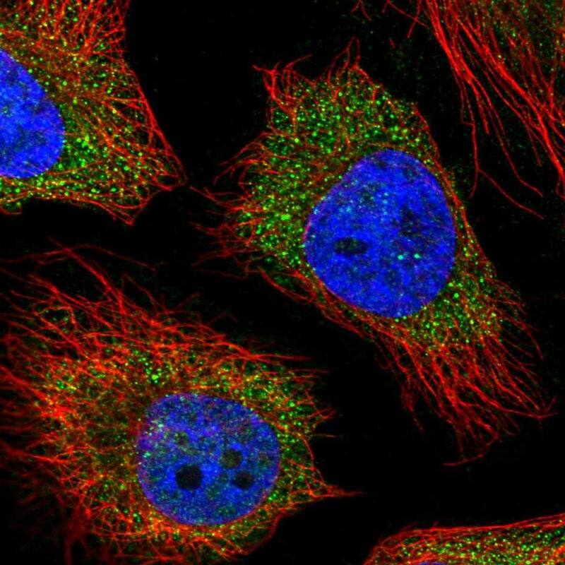 Immunocytochemistry/ Immunofluorescence MNAB Antibody - BSA Free