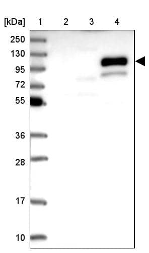 Western Blot MNAB Antibody - BSA Free