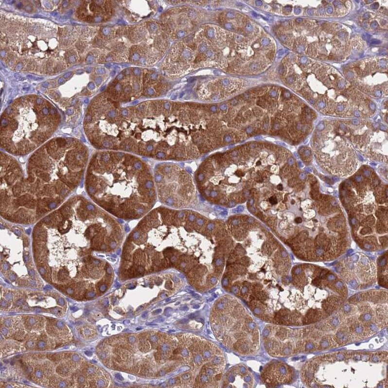 Immunohistochemistry MNAB Antibody - BSA Free