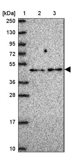 Western Blot RG9MTD2 Antibody - BSA Free