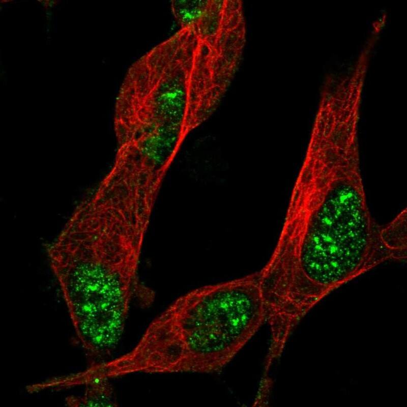 Staining of human cell line SH-SY5Y shows localization to nuclear speckles.