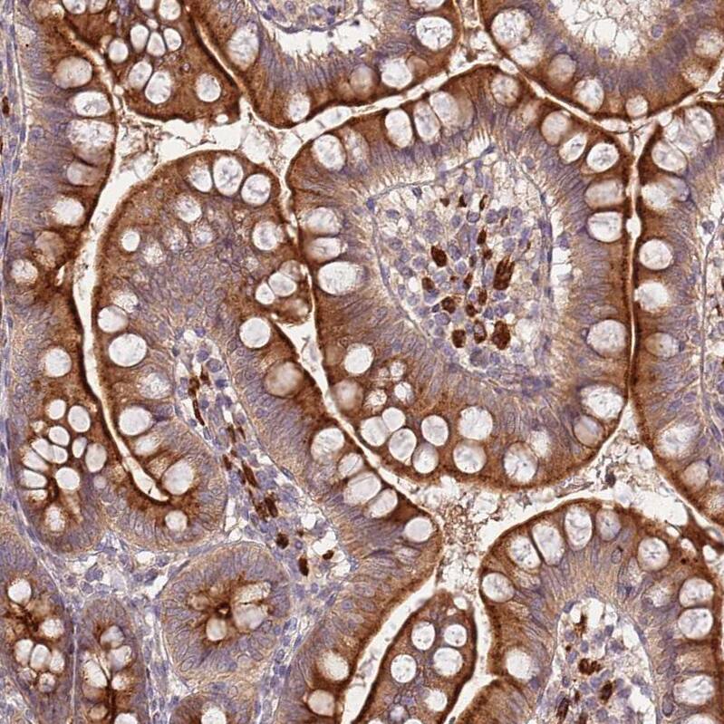 Staining of human small intestine shows strong cytoplasmic positivity in glandular cells.