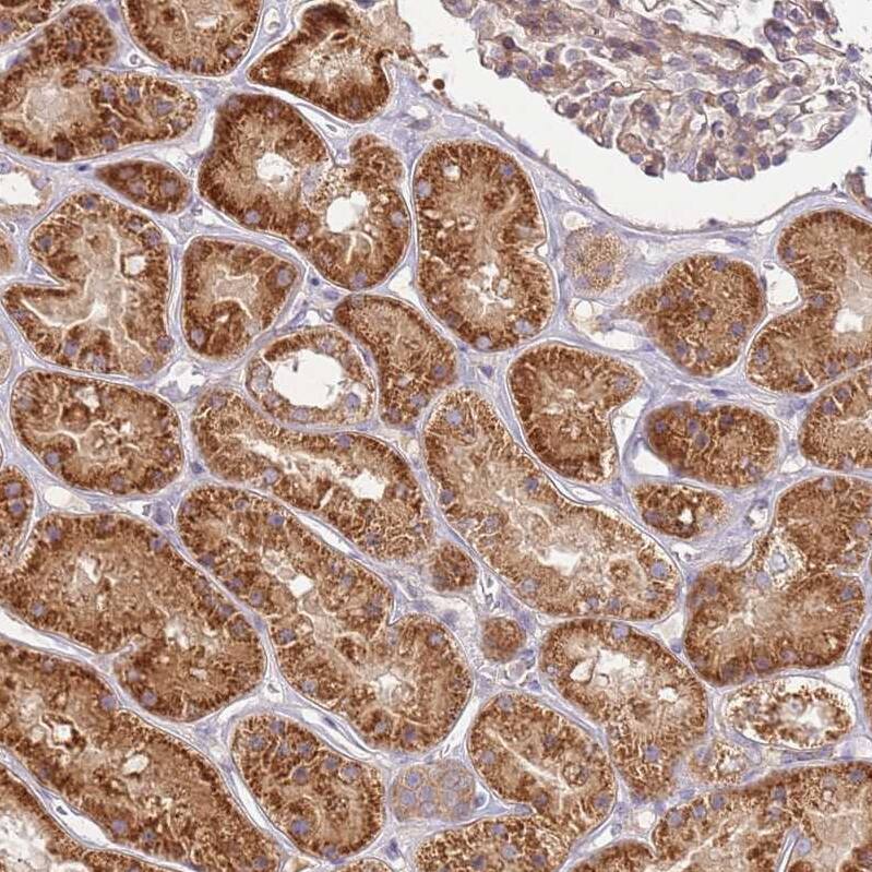 Staining of human kidney shows strong cytoplasmic positivity in cells in tubules.
