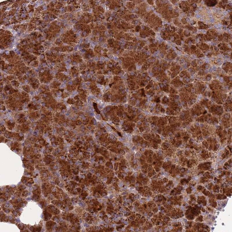 Staining of human pancreas shows strong cytoplasmic positivity in exocrine glandular cells.