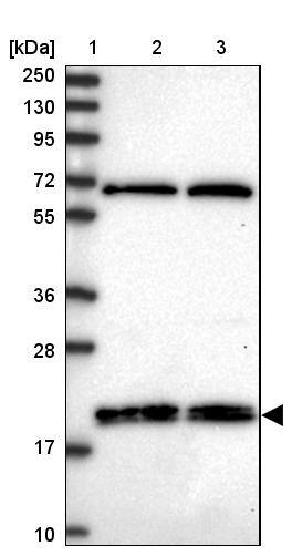 Western Blot RNF181 Antibody - BSA Free