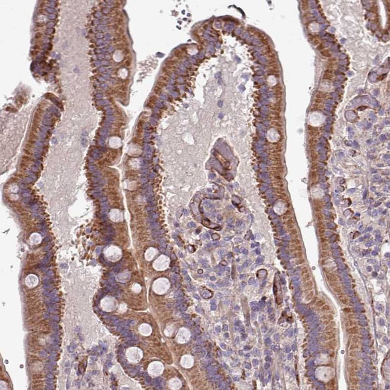 Staining of human duodenum shows strong cytoplasmic positivity in glandular cells.