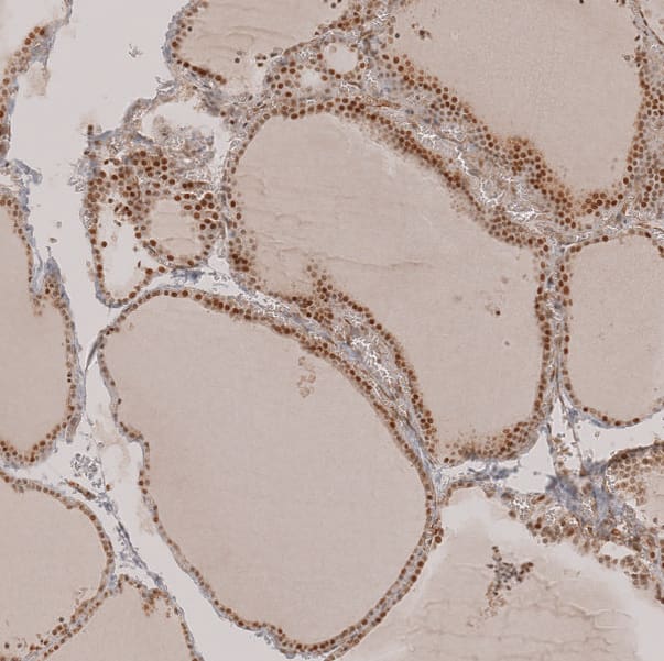 Staining of human thyroid gland shows strong nuclear positivity in glandular cells.