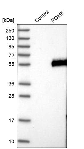 Analysis in control (vector only transfected HEK293T lysate) and POMK over-expression lysate (Co-expressed with a C-terminal myc-DDK tag (~3.1 kDa) in mammalian HEK293T cells).