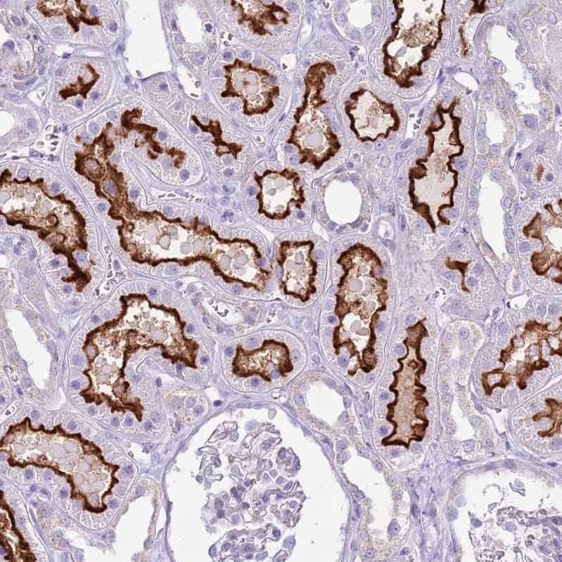 Staining of human kidney shows moderate to strong positivity in apical membrane in cells in tubules.