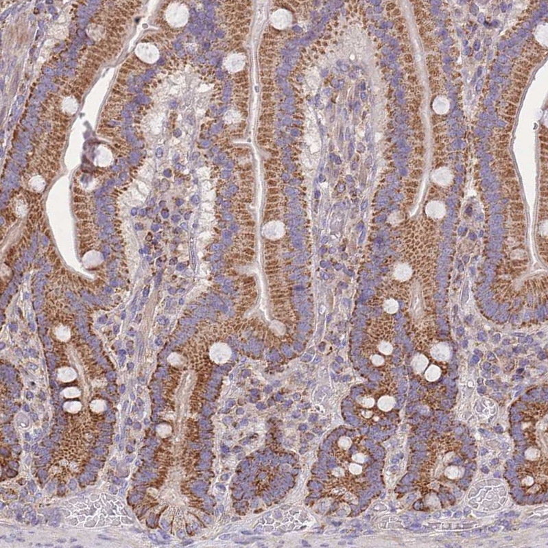 Staining of human duodenum shows moderate positivity in cytoplasm granular in glandular cells.