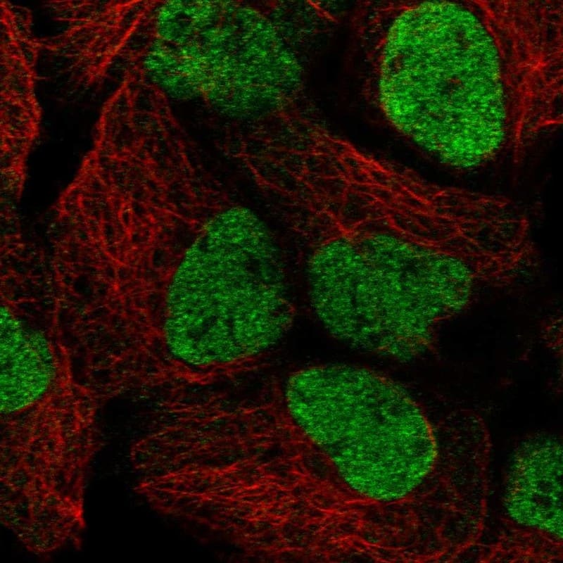 Staining of human cell line HEK 293 shows localization to nucleoplasm.