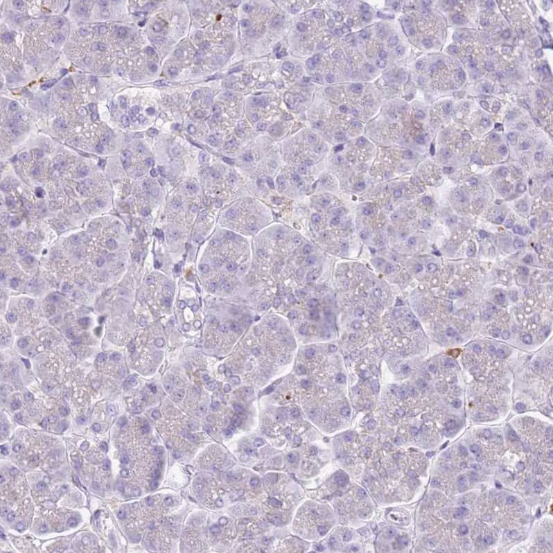 Staining of human pancreas shows negative cytoplasmic positivity in exocrine glandular cells as expected.